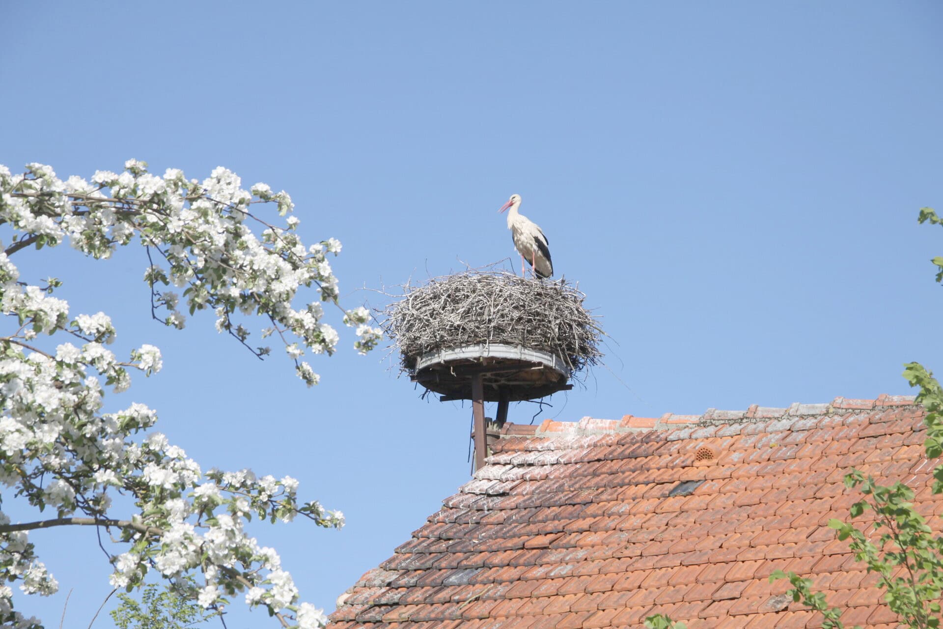 Storchennest