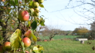 Impressionen - Ruhig wohnen zwischen Obstbäumen und Ostsee – Einfamilienhaus mit Charme zum Gestalten